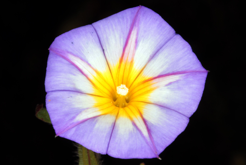 Convolvulacées - Convolvulus meonanthus - red 2.jpg