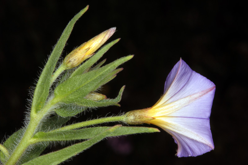 Convolvulacées - Convolvulus meonanthus - red.jpg