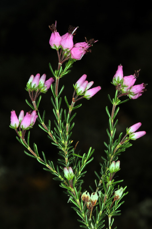 Ericacées - Erica erigena (Bruyère de l'ouest) - red.jpg