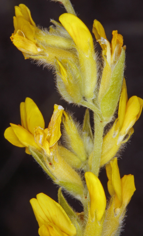 Fabacées - Anthyllis cytisoides (Anthyllide faux cytise) - red.jpg