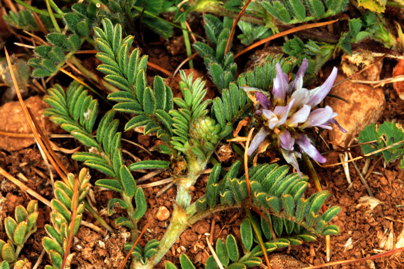 Fabacées - Astragalus bourgaeanus - red 2.jpg