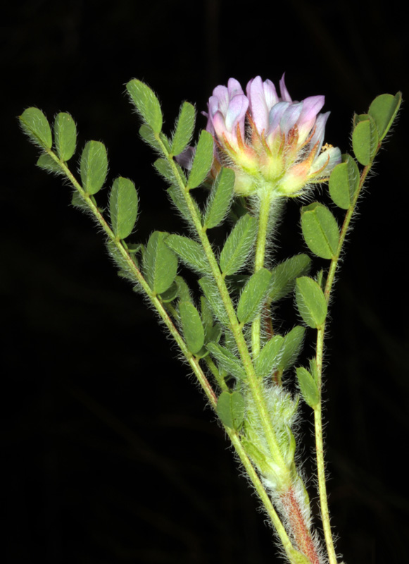 Fabacées - Astragalus echinatus red.jpg