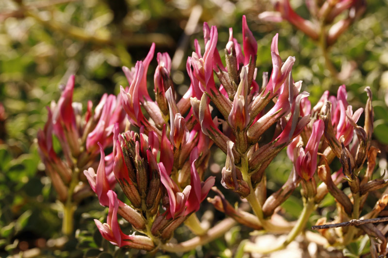 Fabacées - Astragalus incanus ssp nummularioides - red.jpg