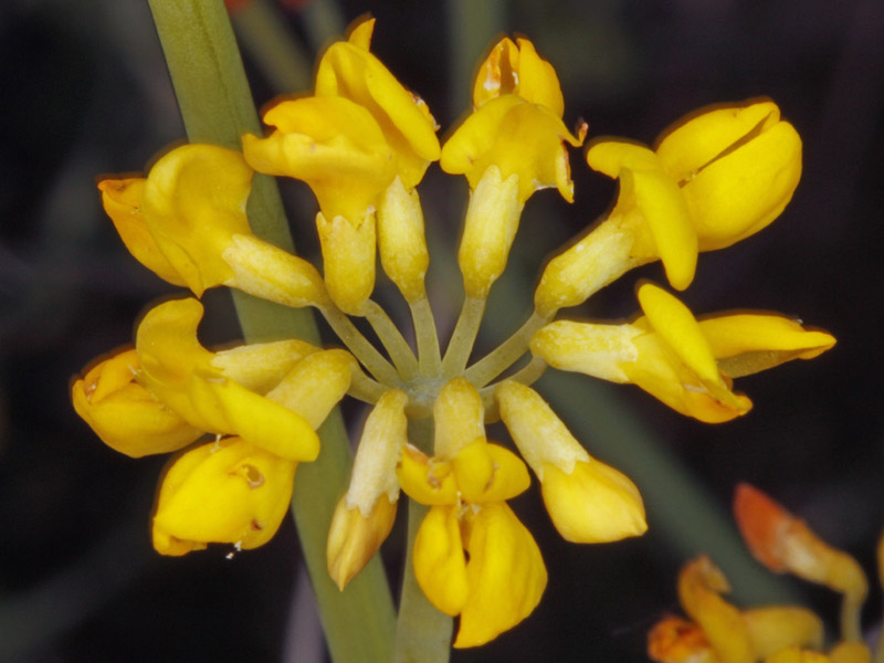 Fabacées - Coronilla juncea red 2.jpg