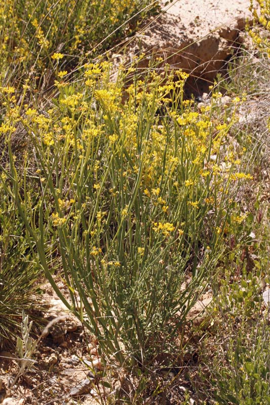 Fabacées - Coronilla juncea red.jpg