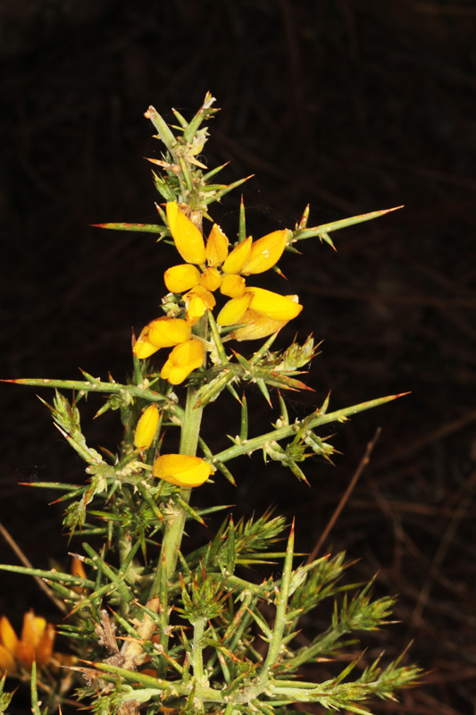 Fabacées - Genista scorpius (Genêt épineuxi) - red.jpg