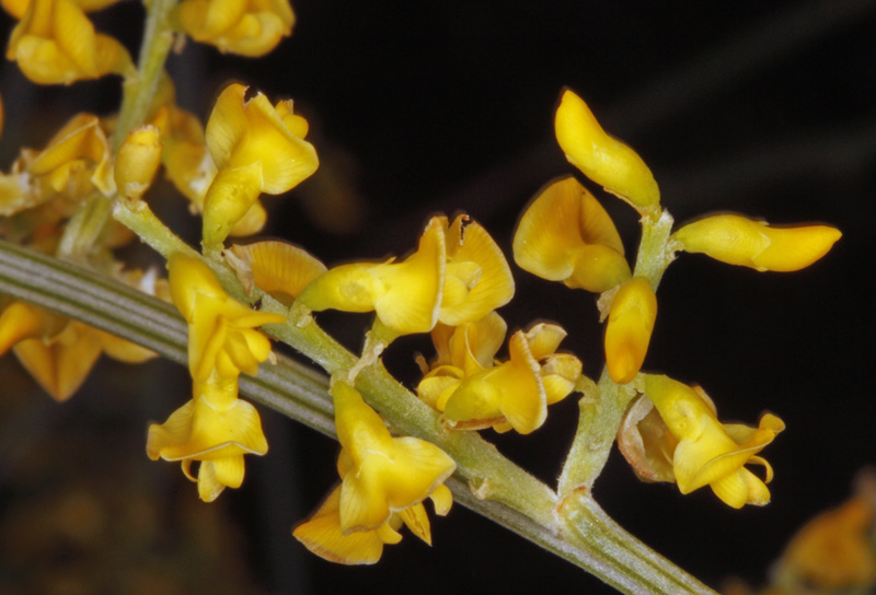 Fabacées - Genista sphaerocarpa - red.jpg