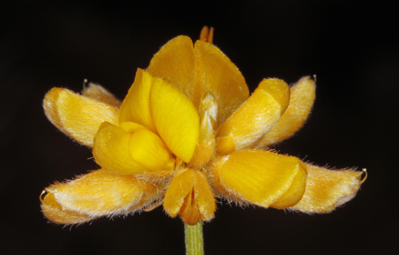 Fabacées - Genista umbellata (Genêt en ombelles) - red.jpg