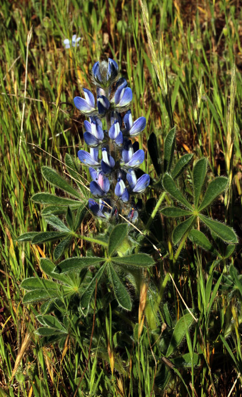 Fabacées - Lupinus cosentini (Lupin de Cosentini) - red.jpg