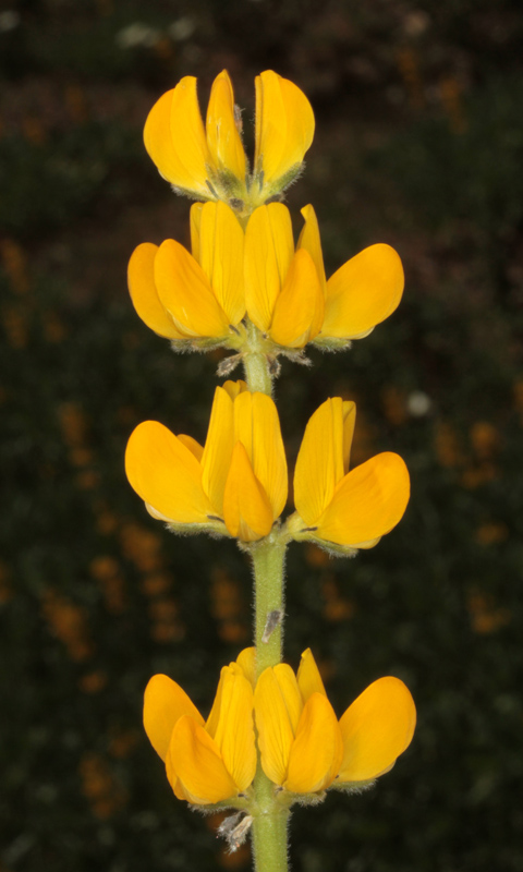 Fabacées - Lupinus luteus (Lupin jaune) - red 1.jpg