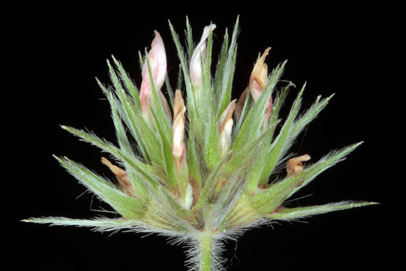 Fabacées - Trifolium stellatum (Trèfle étoilé) - red.jpg