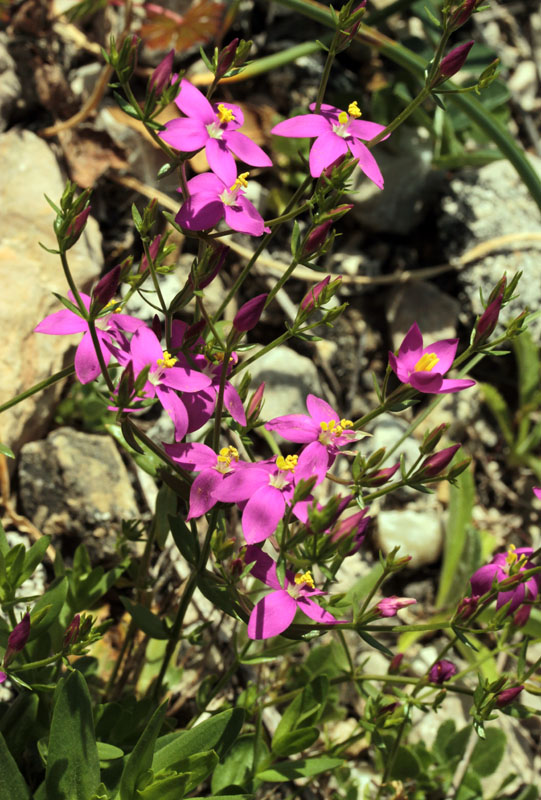 Gentianacées - Schenkia spicata (Petite centaurée en épis) - red.jpg