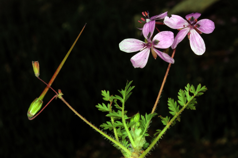 Geraniacées - Erodium primulaceum - red 1.jpg