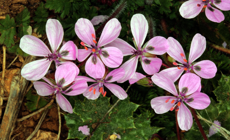 Geraniacées - Erodium primulaceum - red 2.jpg