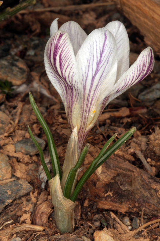 Iridacées - Crocus nevadensis - red.jpg