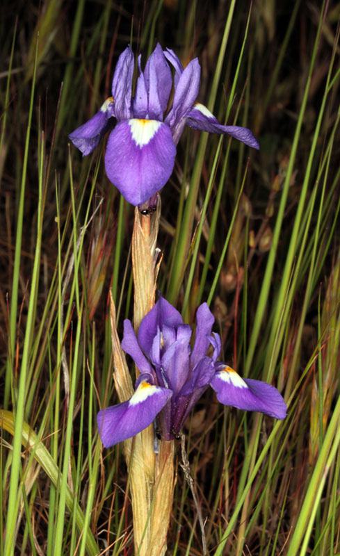 Iridacées - Gynandriris sisyrinchium (Iris faux sisyrhinque) - red.jpg
