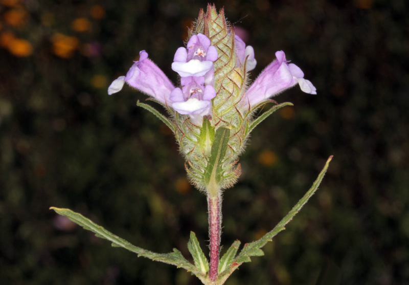 Lamiacées - Cleonia lusitanica - red.jpg