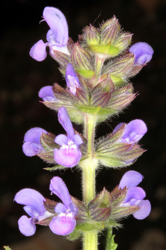 Lamiacées - Salvia verbenaca (Sauge à feuilles de verveine) - red.jpg