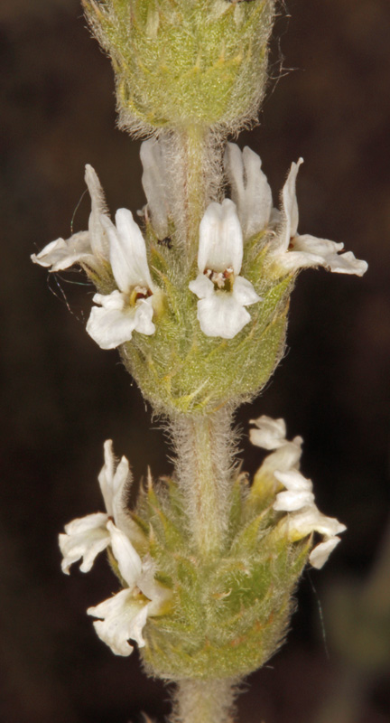 Lamiacées - Sideritis hirsuta (Crapaudine hirsute) - red.jpg