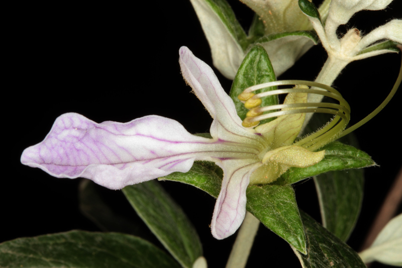 Lamiacées - Teucrium fruticans (Germandrée arbustive) - red.jpg