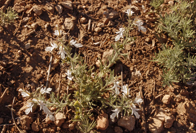 Lamiacées - Teucrium pseudochamaepitys (Germandrée à allure de Pin) - red.jpg