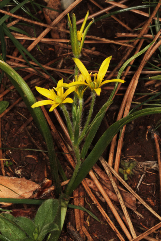 Liliacées - Gagea villosa red 2.jpg