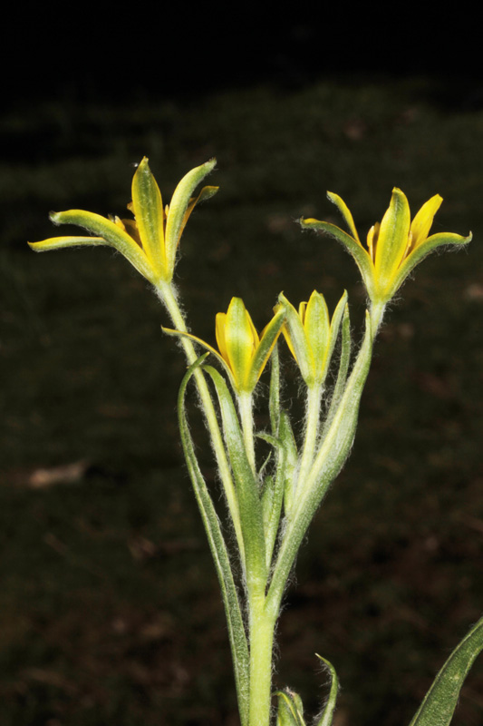 Liliacées - Gagea villosa red.jpg