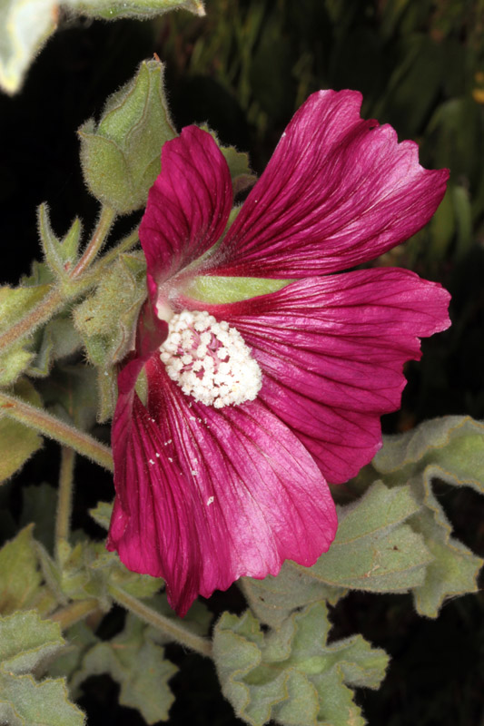 Malvacées - Malva multiflora - red.jpg
