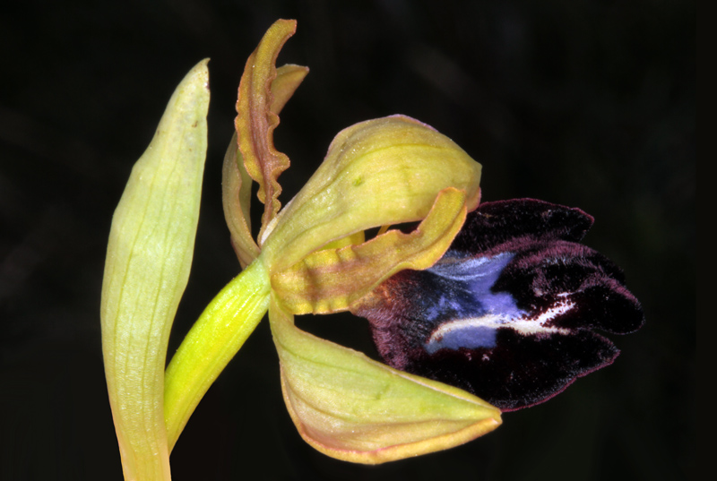 Orchidacées - Ophrys atlantica red 2.jpg