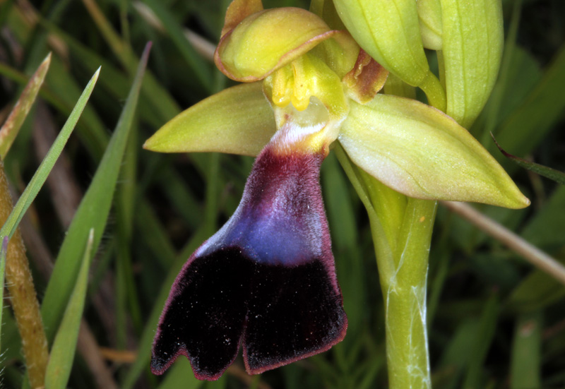 Orchidacées - Ophrys atlantica red.jpg