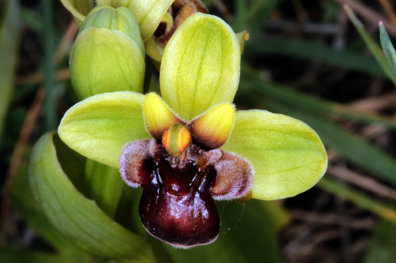 Orchidacées - Ophrys bombyliflora red.jpg