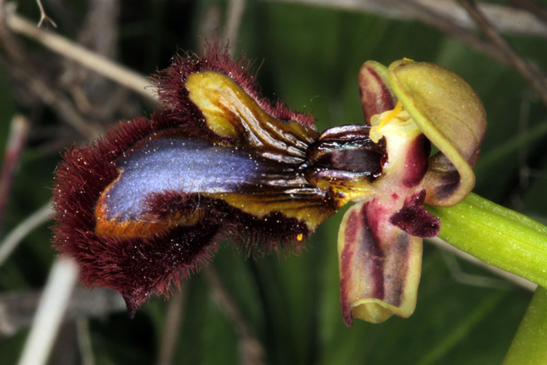 Orchidacées - Ophrys speculum red.jpg