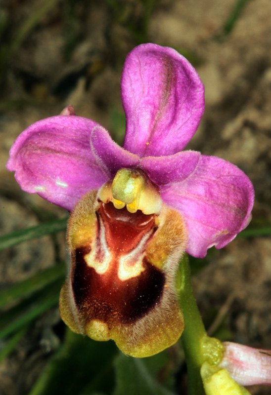 Orchidacées - Ophrys tenthredinifera red.jpg