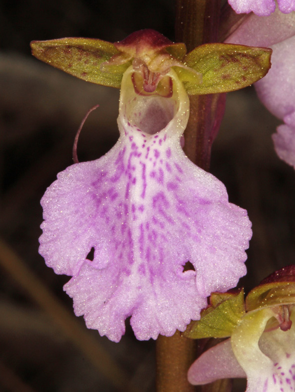 Orchidacées - Orchis cazorlensis - red.jpg