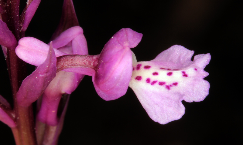 Orchidacées - Orchis olbiensis red 2.jpg