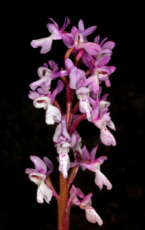 Orchidacées - Orchis olbiensis red.jpg