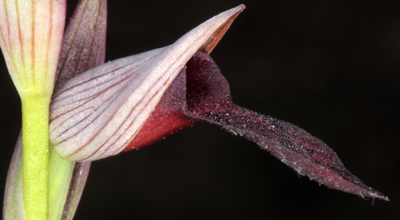 Orchidacées - Serapias parviflora red.jpg