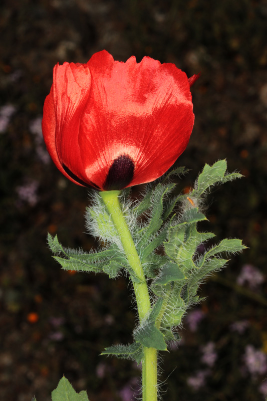 Papaveracées - Glaucium cornulatum var cornulatum - red.jpg