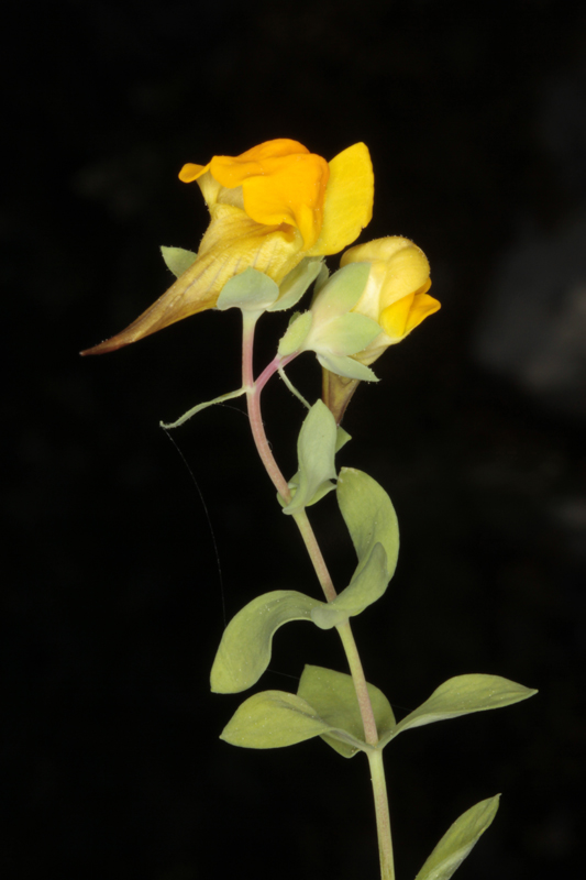 Plantaginacées - Linaria platycalyx red.jpg
