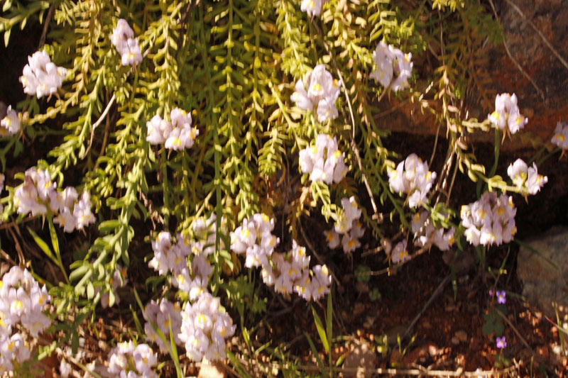 Plantaginacées - Linaria verticillata ssp lilacina 1 red.jpg