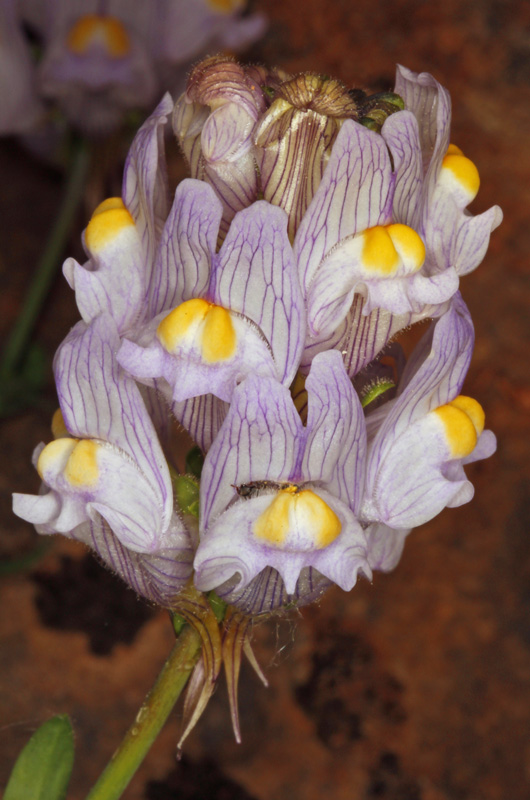 Plantaginacées - Linaria verticillata ssp lilacina 2 red.jpg