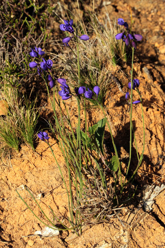 Polygalacées - Polygala microphylla - red 2.jpg