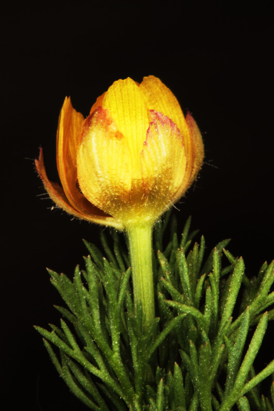 Ranunculacées - Adonis microcarpa red.jpg