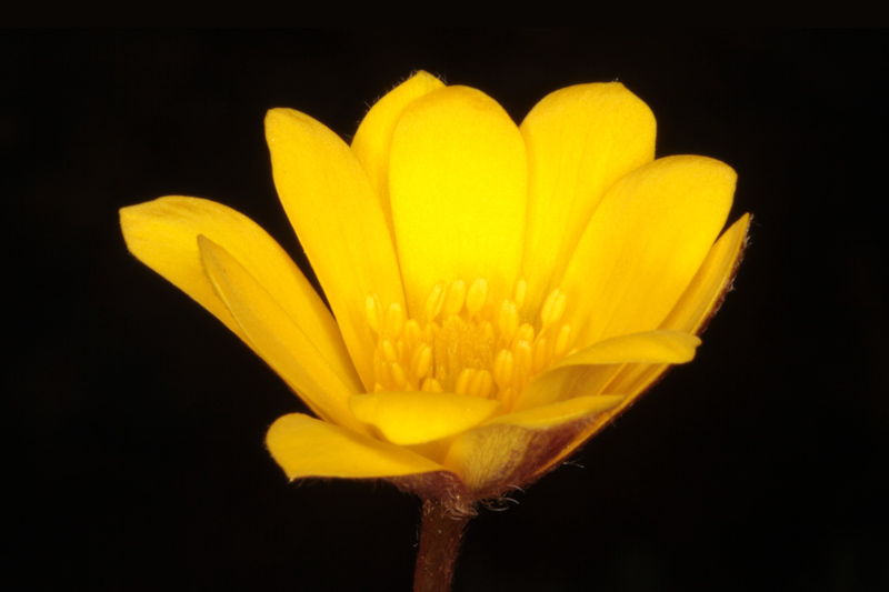 Ranunculacées - Anemone palmata red.jpg