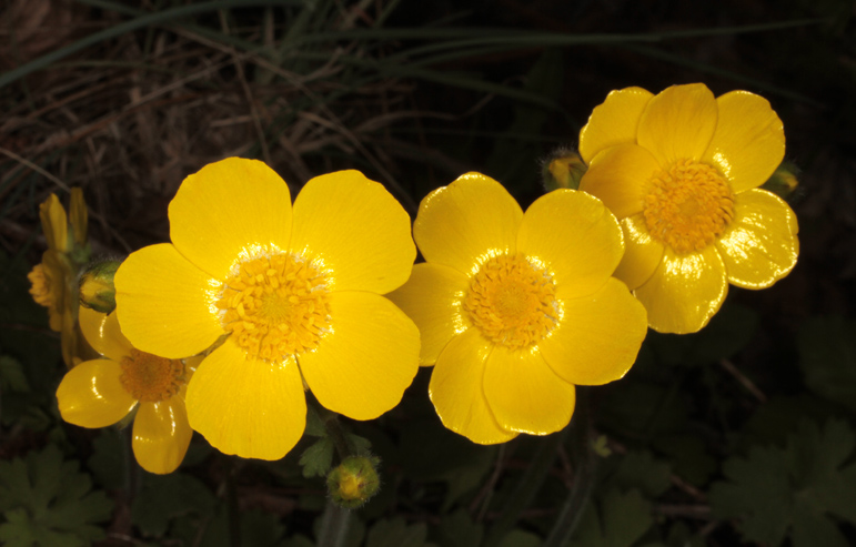 Ranunculacées - Ranunculus macrophyllus (Bouton-d'or à grandes feuilles) - red.jpg