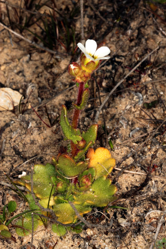 Saxifragacées - Saxifraga carpetana - red 1.jpg