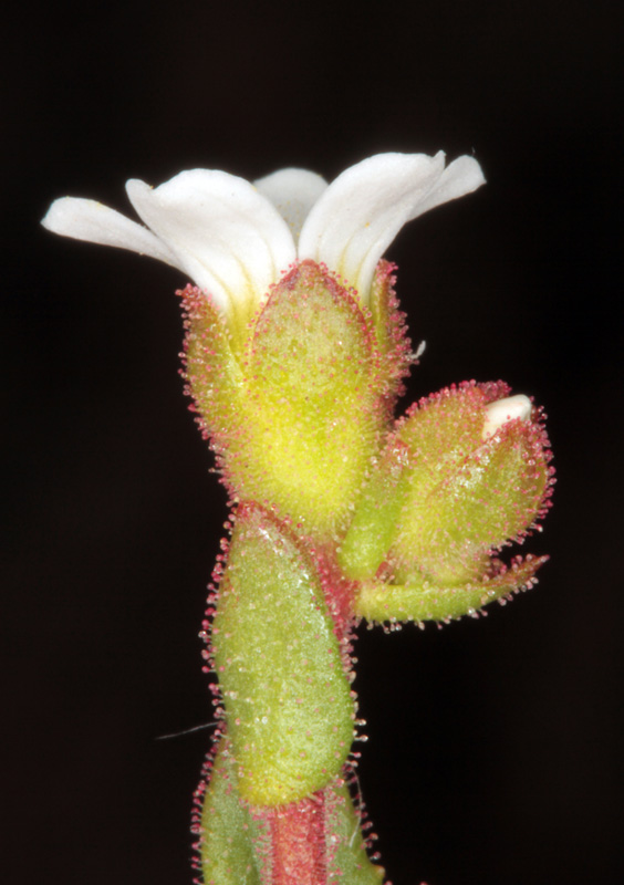 Saxifragacées - Saxifraga carpetana - red 2.jpg