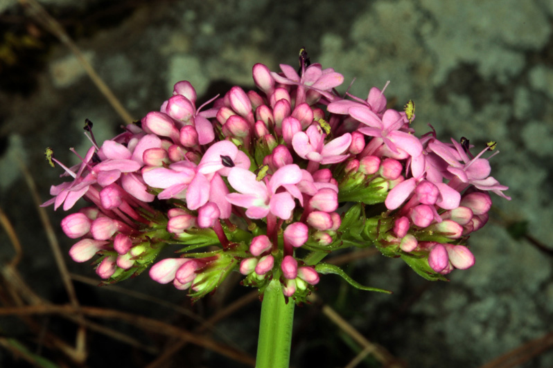 Valerianacées - Centranthus macrosiphon - red.jpg