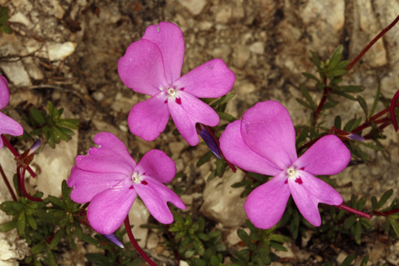 Violacées - Viola cazorlensis - red.jpg