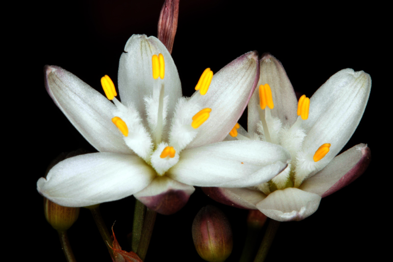 Xanthorrhoeacées - Simethis mattiazzii (Phalangère à feuilles planes) - red 2.jpg